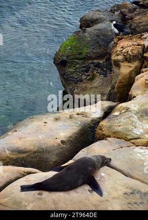 des otaries à fourrure de nouvelle-zélande et un cormoran sur les falaises au-dessus de l'océan à shag point, près de palmerston sur la côte otago de l'île sud de la nouvelle-zélande Banque D'Images