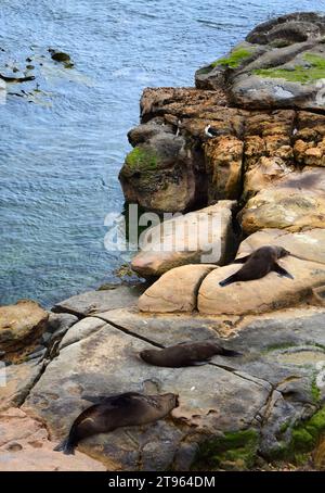 otarie à fourrure de nouvelle-zélande et cormoran sur les falaises au-dessus de l'océan à shag point, près de palmerston sur la côte otago de l'île sud de la nouvelle-zélande Banque D'Images