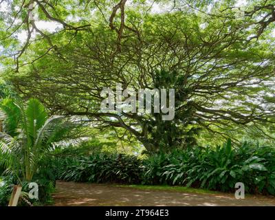 Un arbre luxuriant dans un parc public animé, entouré de plantes verdoyantes et de buissons. Banque D'Images