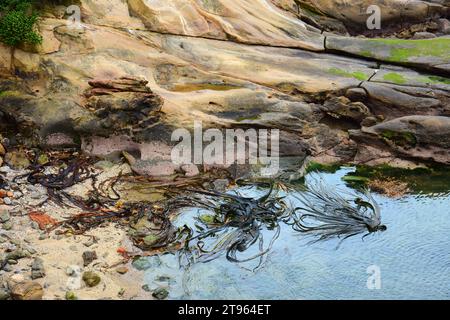 motifs tourbillonnants de varech taureau de nouvelle-zélande près de la rive à shag point, près de palmerston sur la côte otago de l'île sud de la nouvelle-zélande Banque D'Images