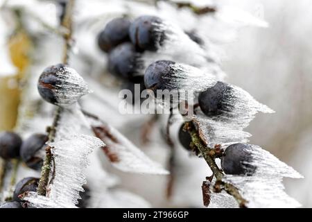 Cerise, cristaux de glace bizarres sur une plante, baie de bleuet, Laichingen, Baden-Wuerttemberg, Allemagne Banque D'Images