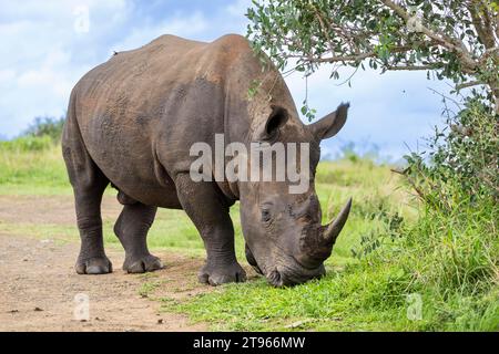 Rhinocéros blanc (Ceratotherium simum), Hluhluwe-iMfolozi Park Kwazulu Natal, Afrique du Sud Banque D'Images