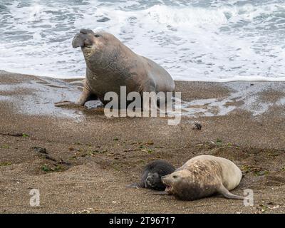 Éléphant du Sud (Mirounga leonina), mâle et femelle avec petit, Loberia Punta Norte, Valdes, province de Chubut, Argentine Banque D'Images