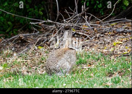 Un jeune lapin alerte semble être sur le point de sauter Banque D'Images