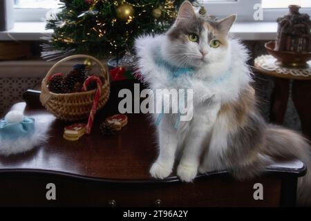 Portrait d'un charmant chat dans le costume de la Snow Maiden Banque D'Images