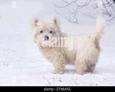 Mignon terrier scotch blanc marche dans la neige Banque D'Images