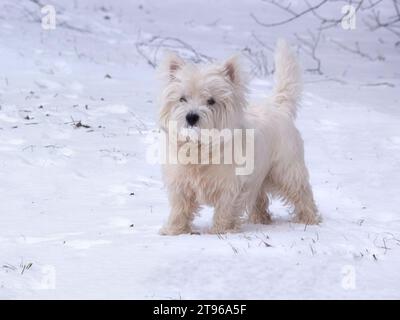 Mignon terrier scotch blanc marche dans la neige Banque D'Images