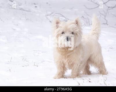 Mignon terrier scotch blanc marche dans la neige Banque D'Images