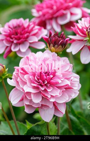 Dahlia crème de Cassis, fleurs rose violacé avec rouge prune riche sur le dessous des pétales Banque D'Images