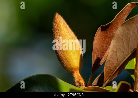 Bourgeon de Magnolia grandiflora Teddy Bear Banque D'Images