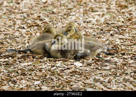 Oie du Canada, Branta canadensis, oie du Canada, jeunes oisons au repos à la fin du printemps ou au début de l'été Banque D'Images