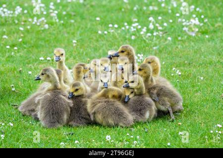 Oie du Canada, Branta canadensis, oie du Canada, jeunes oisons au repos à la fin du printemps ou au début de l'été Banque D'Images
