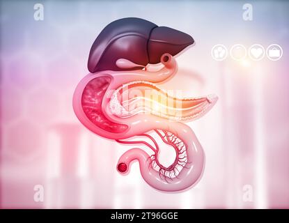 Anantomie du foie, de l'estomac, du pancréas vésicule biliaire et de la rate sur le fond médical. illustration 3d. Banque D'Images