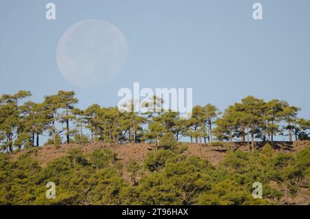 Forêt de pin des Canaries Pinus canariensis et pleine lune. Ojeda Mountain. Réserve naturelle intégrale d'Inagua. Gran Canaria. Îles Canaries. Espagne. Banque D'Images