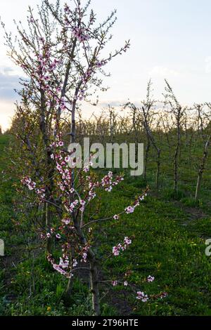 Jardin de pêchers richement fleuris dans la journée ensoleillée de printemps. Banque D'Images