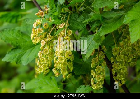 Fleurs de groseille rouge sur un buisson. Groseille fleurie au début du printemps dans le jardin. Banque D'Images