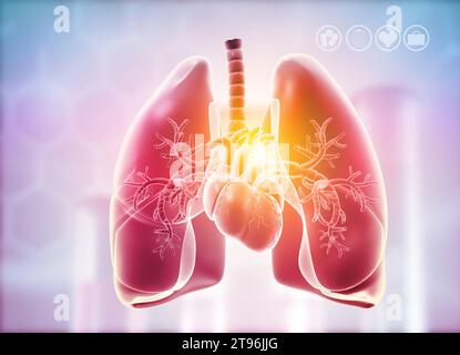 Poumons, anatomie cardiaque. illustration 3d. Banque D'Images