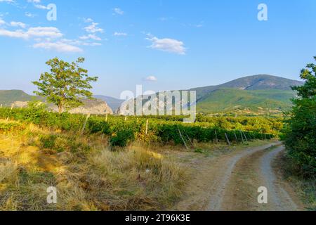 Vue sur le paysage avec vignes et montagnes, près de Demir Kapija, Macédoine du Nord Banque D'Images