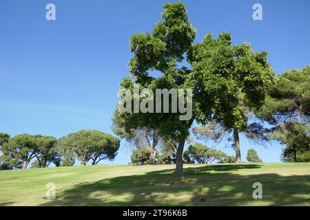 Glendale, Californie, États-Unis 21 novembre 2023 Forest Lawn Memorial Park le 21 novembre 2023 à Glendale, Californie, États-Unis. Photo de Barry King/Alamy stock photo Banque D'Images