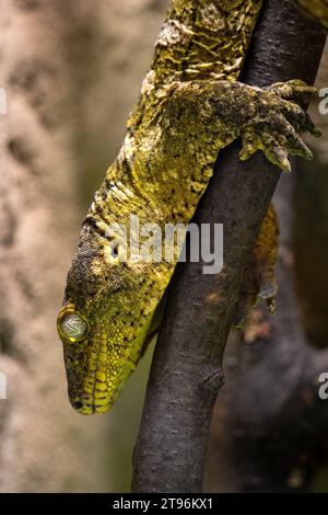 Gargoyle gecko ou gecko bosselé de Nouvelle-Calédonie, Rhacodactylus auriculatus Banque D'Images