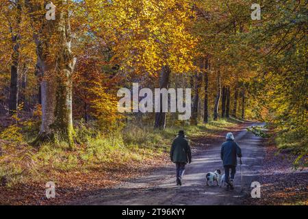 Deux personnes et leurs chiens marchant le long de la grande avenue de la forêt de Savernake, pris en automne Banque D'Images