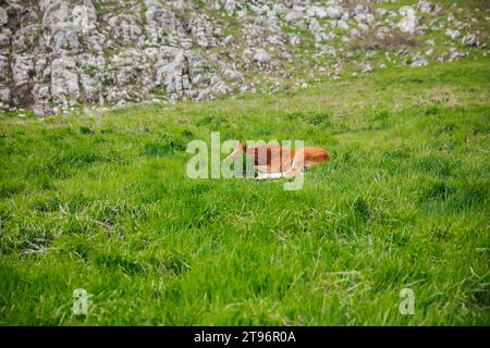 poulain de cheval couché sur l'herbe dans la nature Banque D'Images