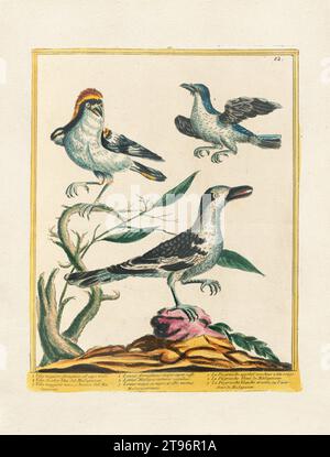 Illustration d'oiseau vintage. Art des oiseaux du 18e siècle ca. 1780 Banque D'Images