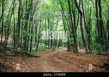 grands arbres dans la forêt voyage trekking Banque D'Images