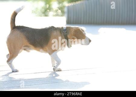 Vieux chien beagle marchant dans le parc tha en été Banque D'Images