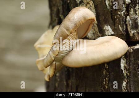 Champignons huîtres sur le tronc de l'arbre dans le jardin d'automne Banque D'Images