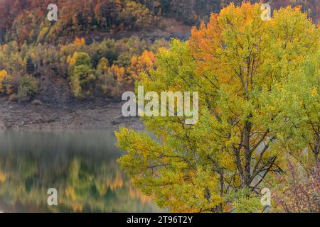 Vue rapprochée d'un arbre aux teintes dorées au premier plan avec une rivière sereine reflétant la forêt d'automne en toile de fond Banque D'Images