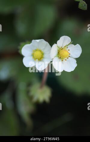 Motif de fleurs blanches sur la prairie en été Banque D'Images