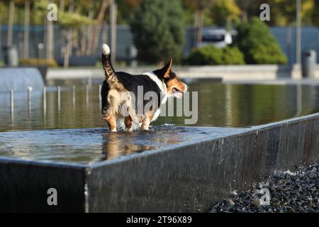 Cardigan corgi gallois marchant dans la fontaine dans le parc Banque D'Images
