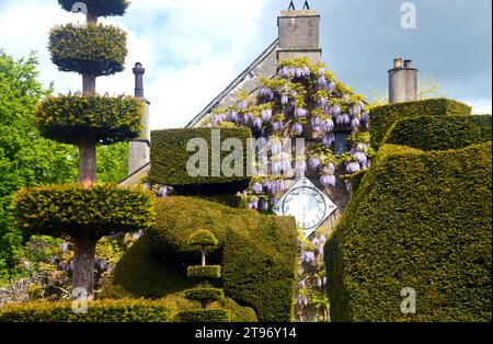 La Wisteria couvrait les murs autour du Sun Dial Clock à Levens Hall & Gardens, Kendal, Lake District National Park, Cumbria, Angleterre, Royaume-Uni. Banque D'Images