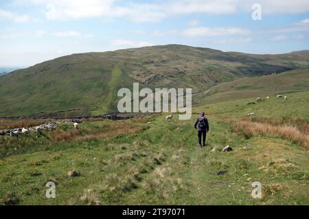 Homme marchant à la périphérie de Wainwright 'High House Bank' au-dessus de Hause foot à Crookdale, Lake District National Park, Cumbria, Angleterre, Royaume-Uni Banque D'Images