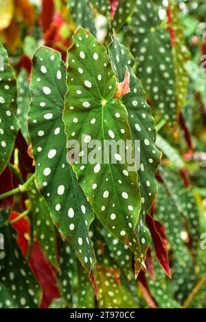 Begonia (Begonia coccinea) est une plante ornementale avec de belles feuilles. Banque D'Images