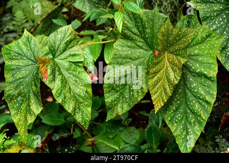 Begonia (Begonia coccinea) est une plante ornementale avec de belles feuilles. Banque D'Images