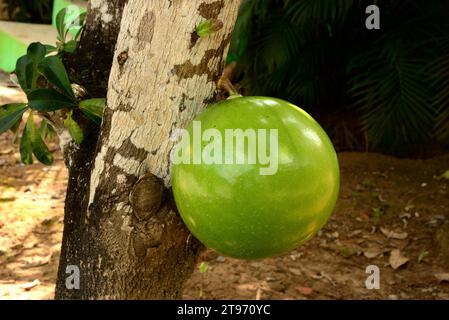 L'arbre calabaque ou cuite (Crescentia cujete) est un arbre qui produit de très gros fruits calleds bule, guaje, jicara ou tecomate. Le fruit est utilisé pour faire c Banque D'Images