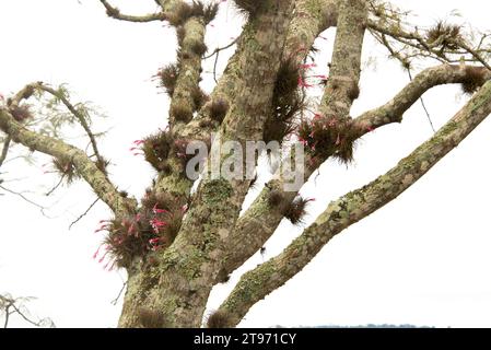 l'airplant à feuilles étroites (Tillandsia tenuifolia) est une plante épiphyte originaire d'Amérique du Sud et des Caraïbes. Cette photo a été prise à Iguazu Falls Na Banque D'Images