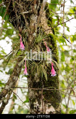 l'airplant à feuilles étroites (Tillandsia tenuifolia) est une plante épiphyte originaire d'Amérique du Sud et des Caraïbes. Cette photo a été prise à Iguazu Falls Na Banque D'Images