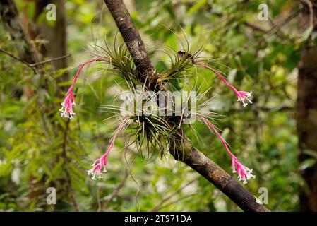 l'airplant à feuilles étroites (Tillandsia tenuifolia) est une plante épiphyte originaire d'Amérique du Sud et des Caraïbes. Cette photo a été prise à Iguazu Falls Na Banque D'Images