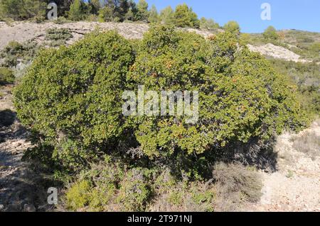 Le chêne de Kermes (Quercus coccifera) est un arbuste à feuilles persistantes originaire du bassin méditerranéen. Cette photo a été prise à la Noguera, province de Lleida, Catalogne, Spa Banque D'Images