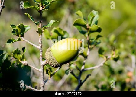 Le chêne de Kermes (Quercus coccifera) est un arbuste à feuilles persistantes originaire du bassin méditerranéen. Détail des fruits et des feuilles. Cette photo a été prise dans Garraf Natural Pa Banque D'Images