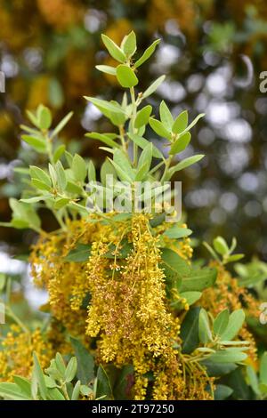 Le chêne vert, le chêne houx ou le chêne vert (Quercus ilex rotundifolia ou Quercus ballota) est un arbre à feuilles persistantes de la péninsule ibérique et de l'Afrique du Nord. Fleur Banque D'Images
