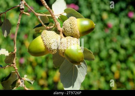 Le chêne à feuilles persistantes, le chêne à feuilles ou le chêne à feuilles (Quercus ilex rotundifolia ou Quercus ballota) est un arbre à feuilles persistantes originaire de la péninsule ibérique et de l'Afrique du Nord. Banque D'Images