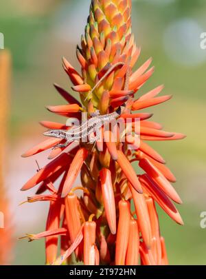 Red Hot Poker plante en fleur Kniphofia, Madère Portugal avec un petit lézard grimpant dessus Banque D'Images
