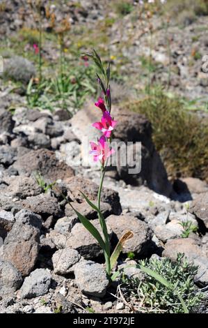 Le gladiolus sauvage (Gladiolus illyricus) est une plante vivace originaire du bassin méditerranéen. Cette photo a été prise dans le parc naturel de Cabo de Gata, Almeria pr Banque D'Images