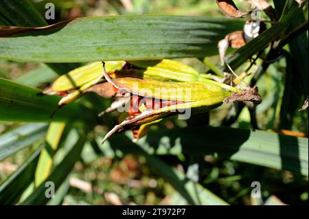 Le drapeau jaune, iris jaune ou drapeau de l'eau (Iris pseudacorus) est une plante aquatique vivace originaire d'Europe, d'Afrique du Nord et d'Asie. Fruits et graines deta Banque D'Images