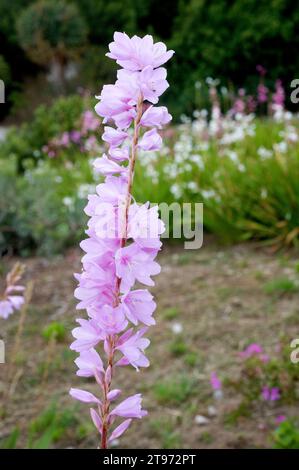 Le nénuphars odorant (Watsonia marginata) est une plante ornementale originaire d'Afrique du Sud. Banque D'Images