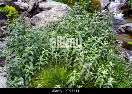 La menthe poivrée (Mentha longifolia) est une herbe vivace originaire d'Europe, d'Afrique et d'Asie. Cette photo a été prise à Montgarri, Pallars Sobira, Lleida pyrène Banque D'Images